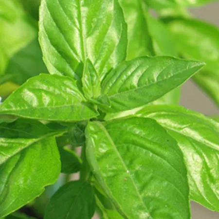 Leaf Acetate or CIIS III Hexanol Peppermint Oils
